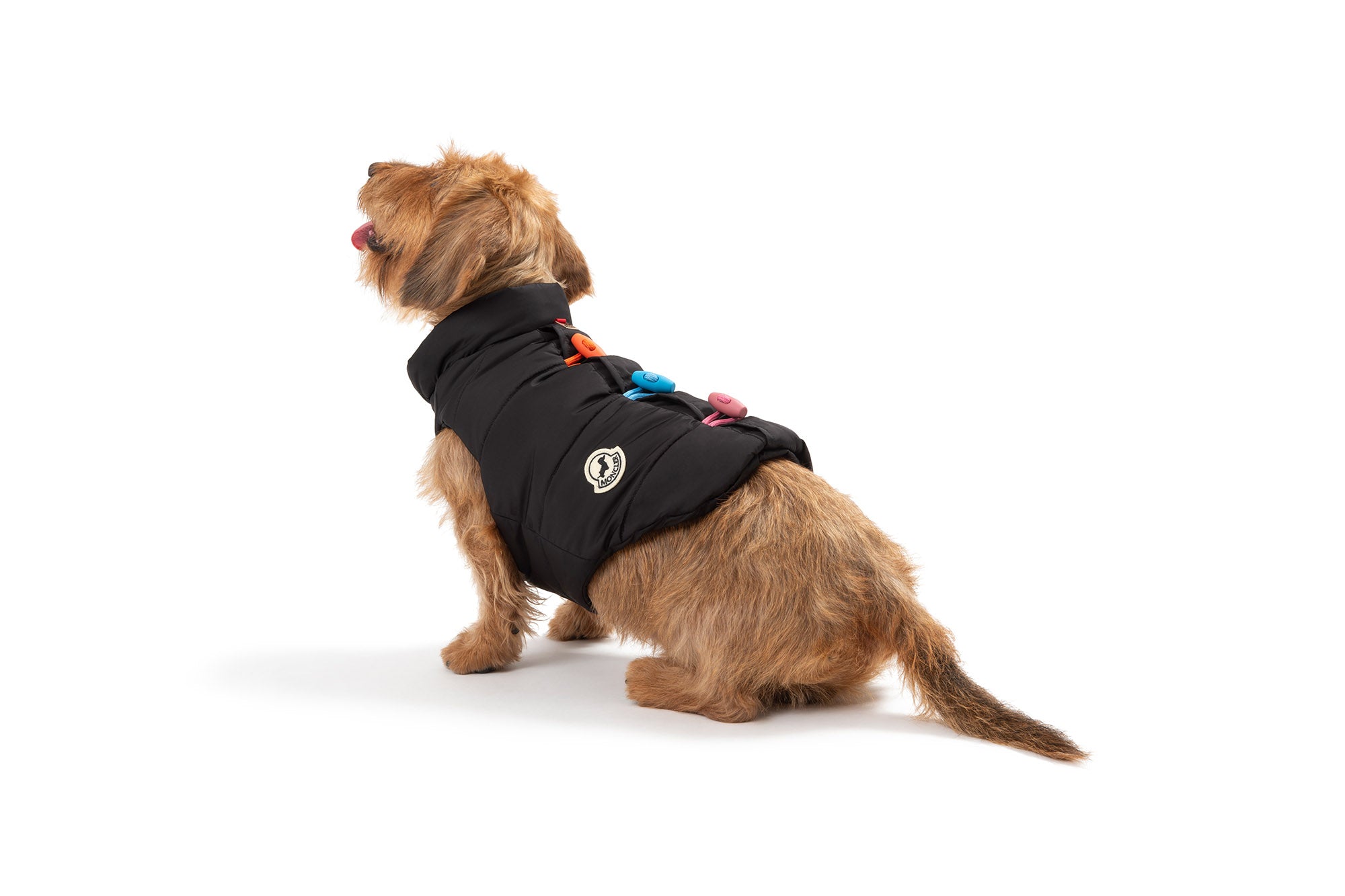 Moncler poldo cheap dog couture