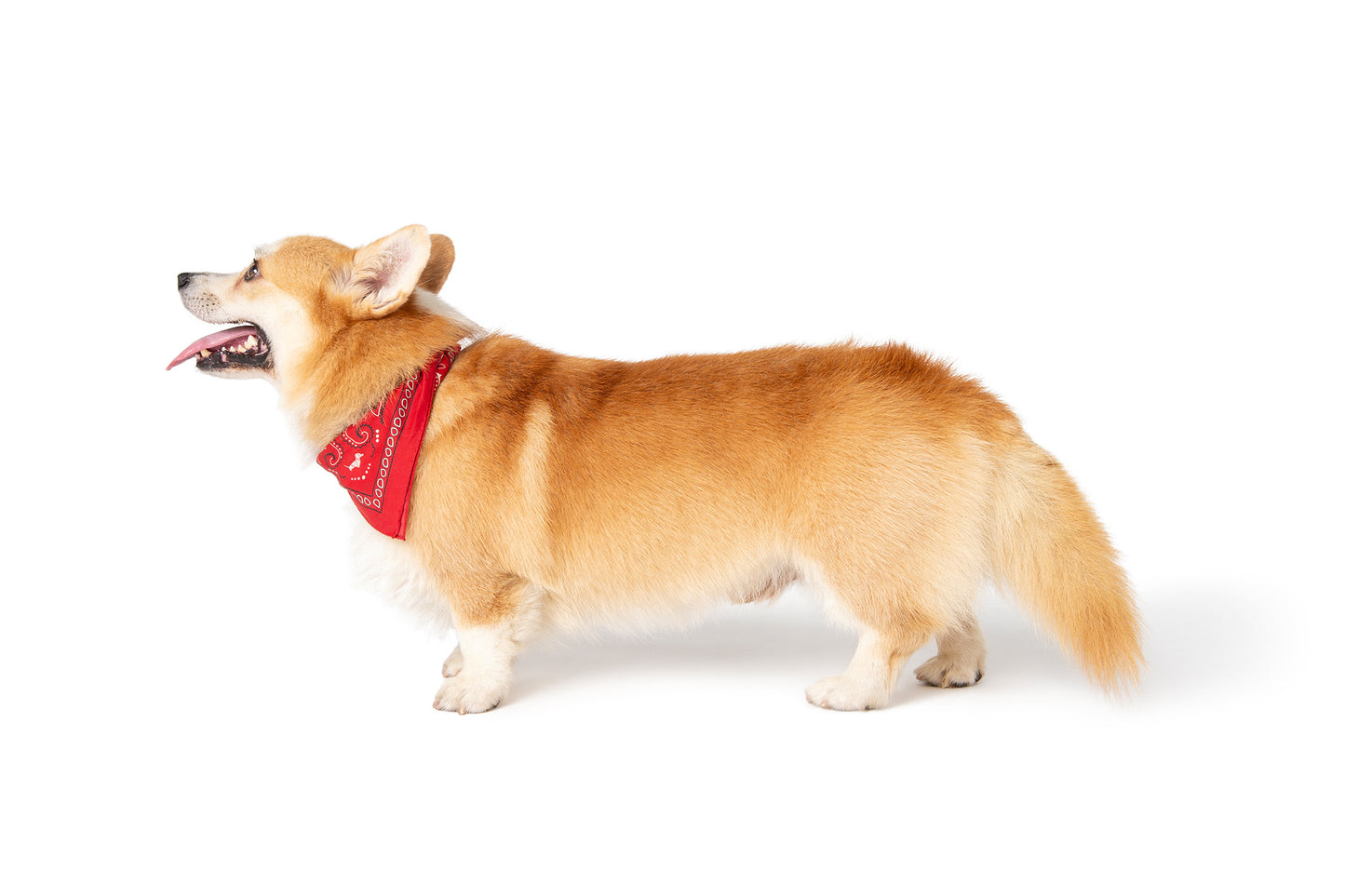 RED BANDANA