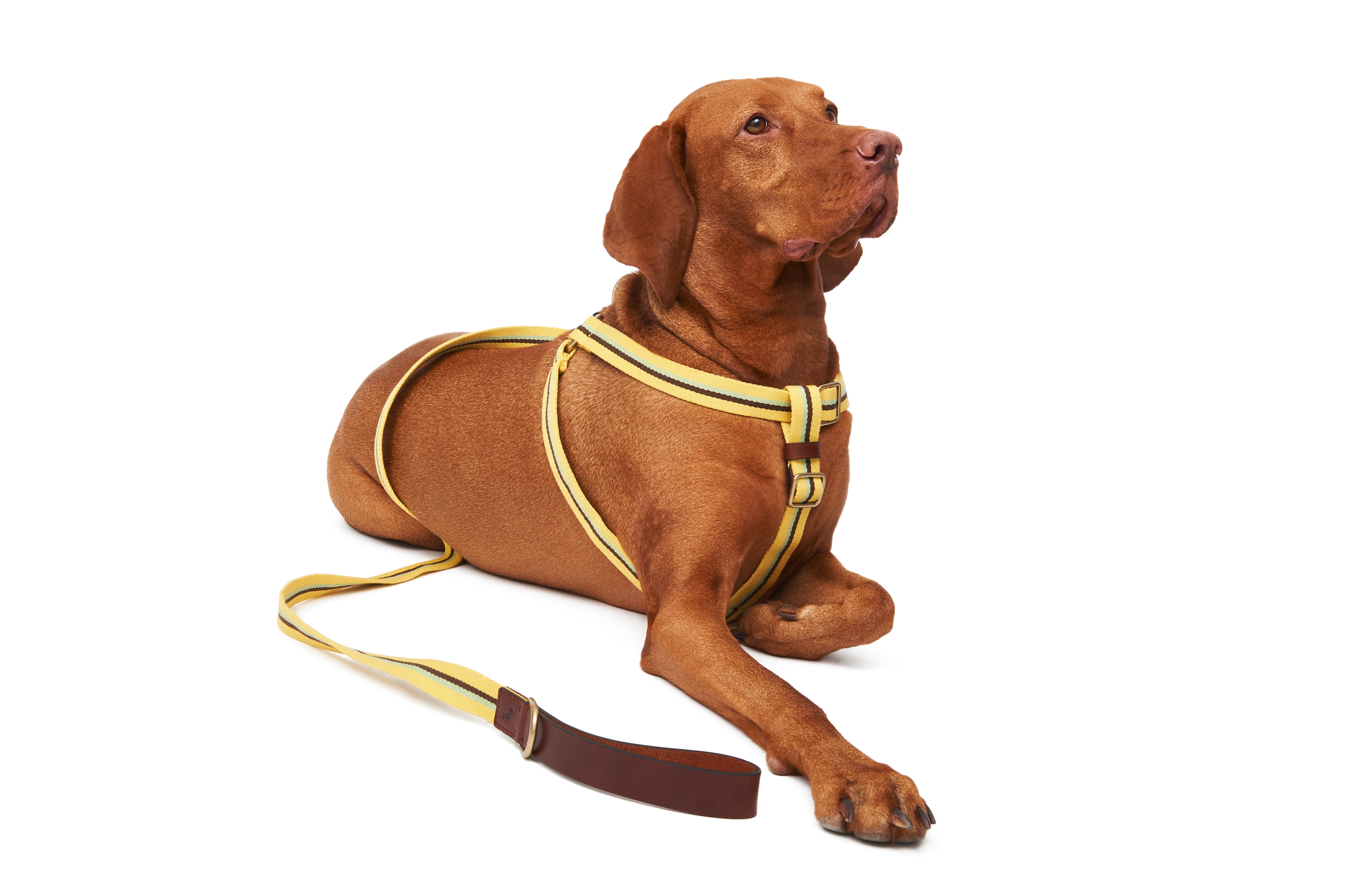 Pooch couture dog outlet harness