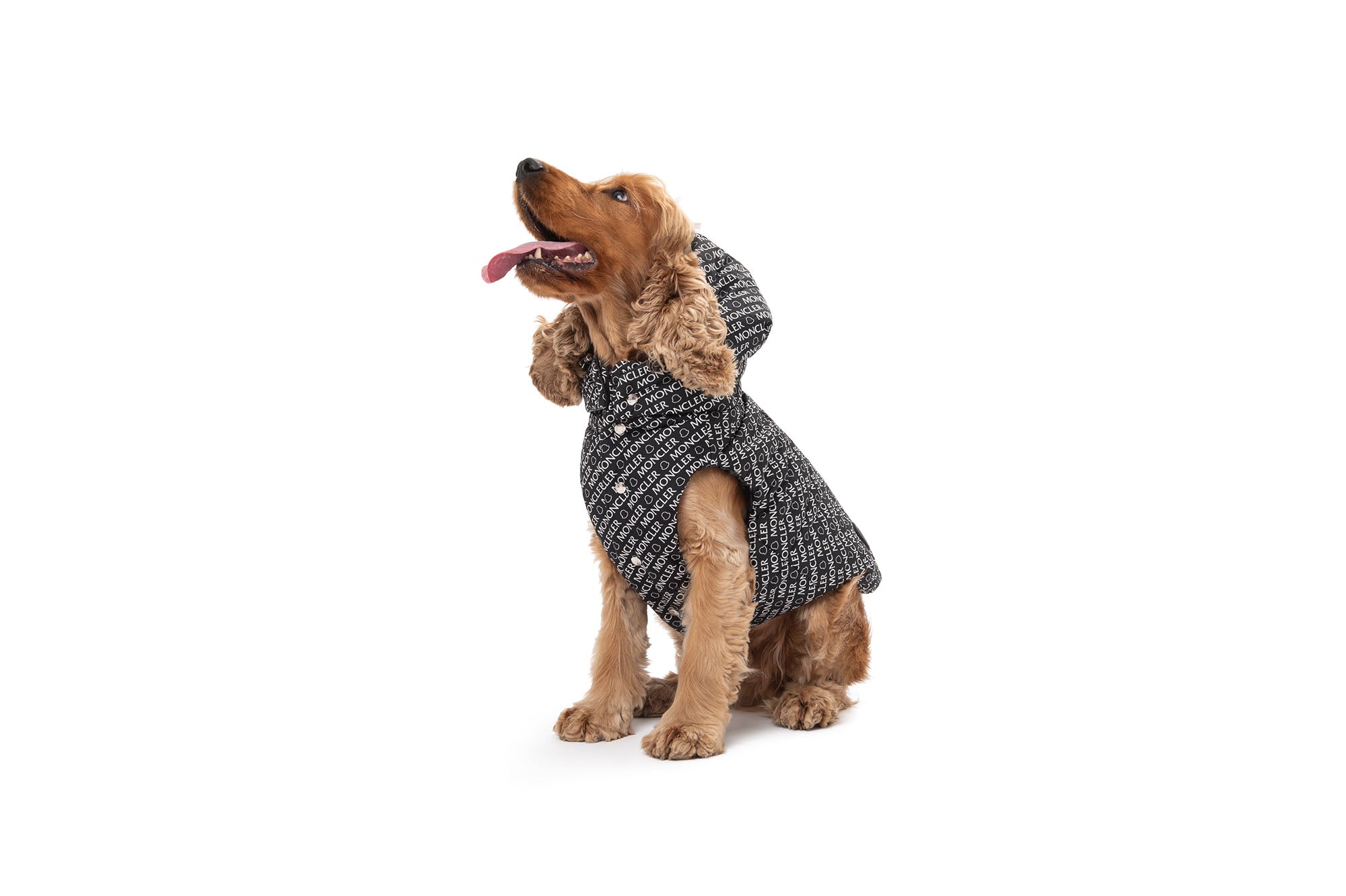 Moncler x poldo dog couture on sale