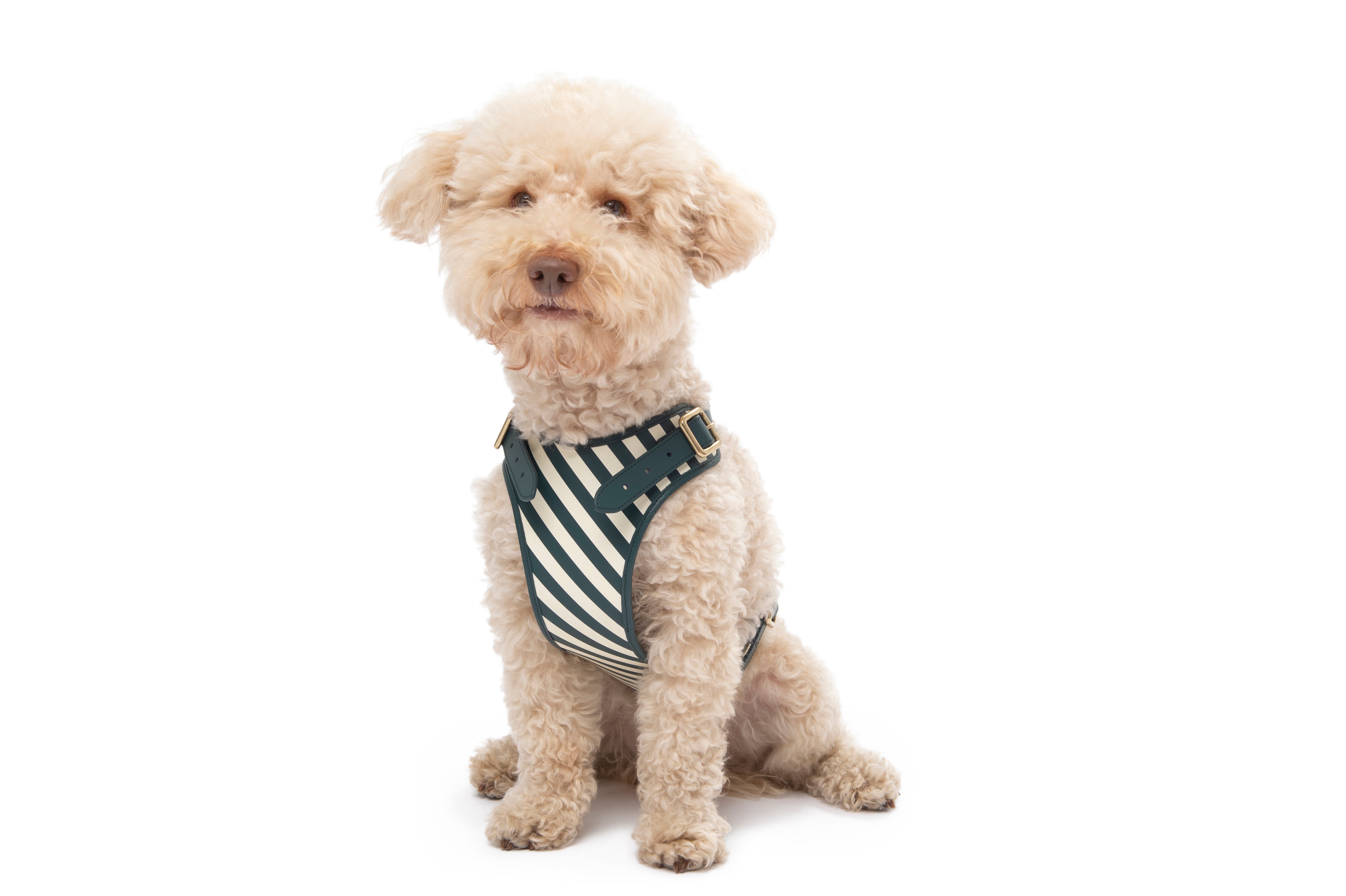 Striped hot sale dog harness